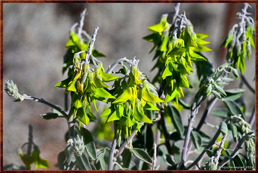 

Port Augusta
The Australian Arid Lands Botanic Garden
Silver Cassia (senna artemisioides)
Grijze bladeren en gele bloemen  -  27/38