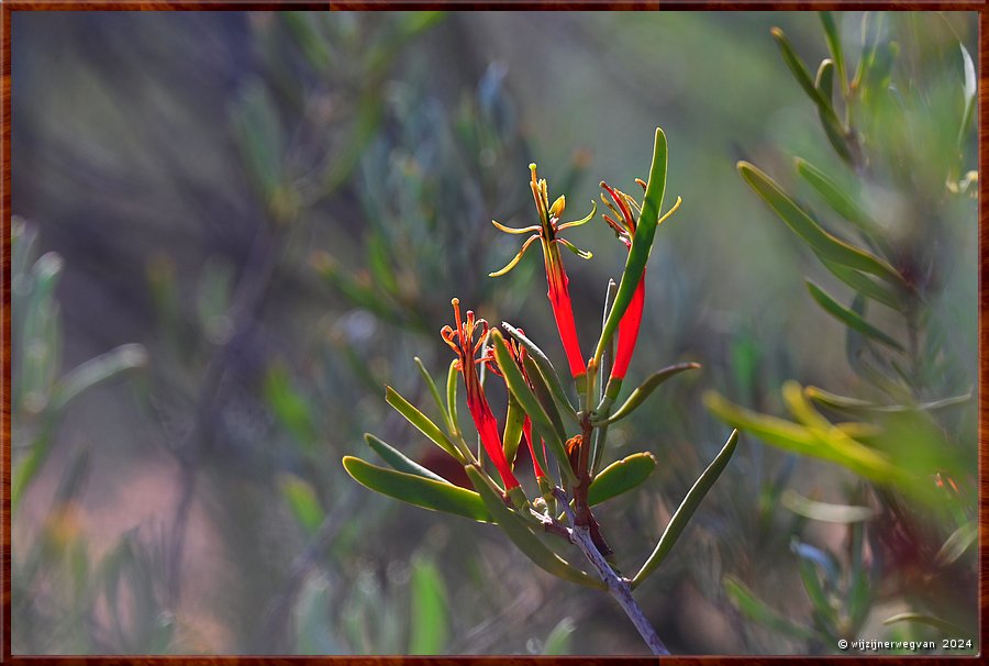 

Port Augusta
The Australian Arid Lands Botanic Garden
Lysiana  -  28/38