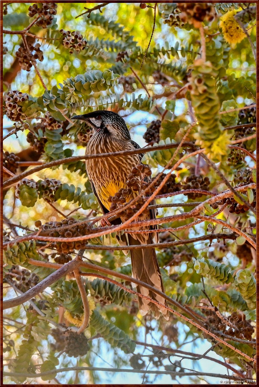 

Port Augusta
The Australian Arid Lands Botanic Garden
Roodlelhoningeter (red wattlebird)  -  30/38