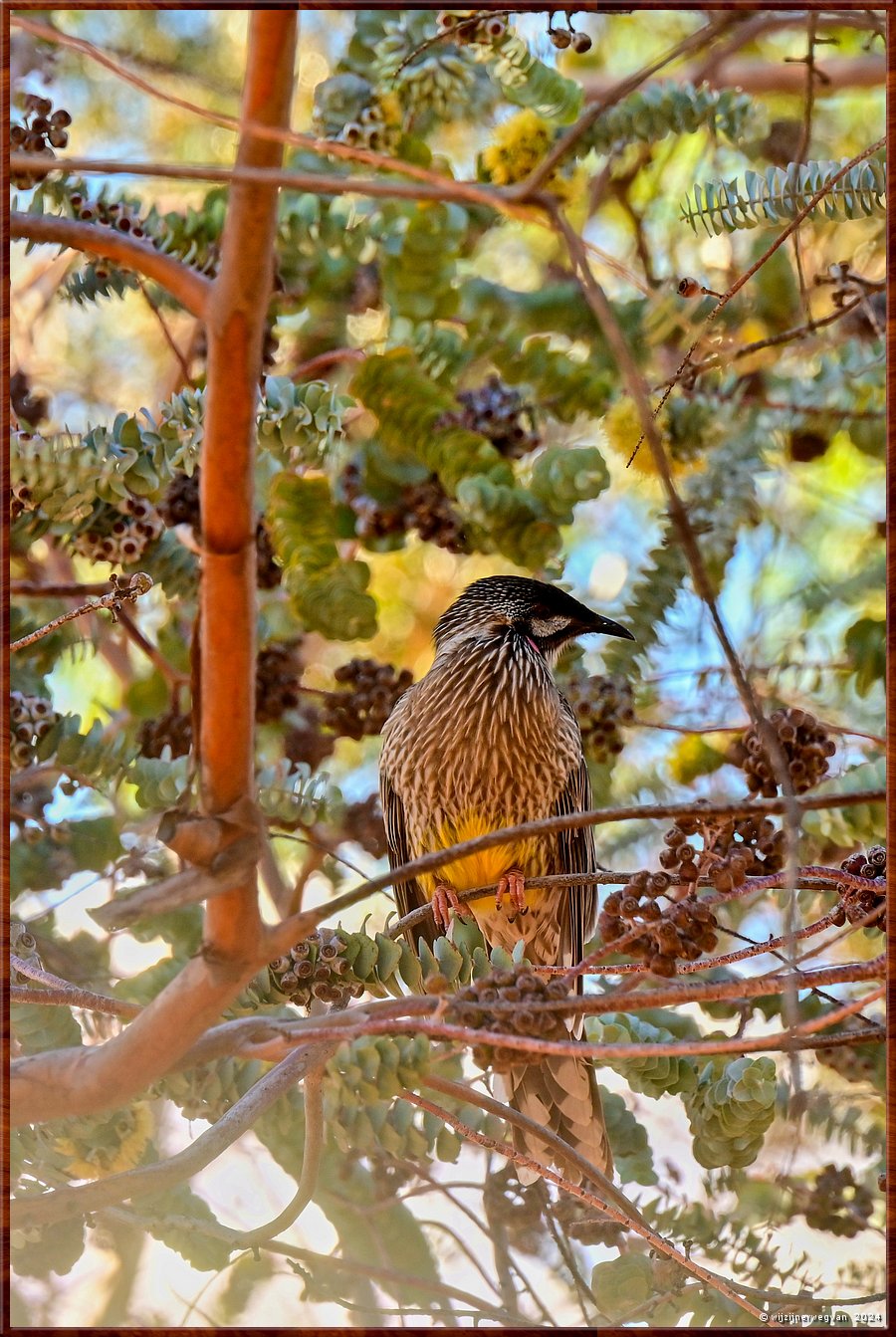 

Port Augusta
The Australian Arid Lands Botanic Garden
Roodlelhoningeter (red wattlebird)

 ♪  Maar misschien ziet u de dingo
Liever, of de dwergflamingo
En bevalt de yak u beter
Dan de roodlelhoningeter   ♪
(Drs P)  -  32/38