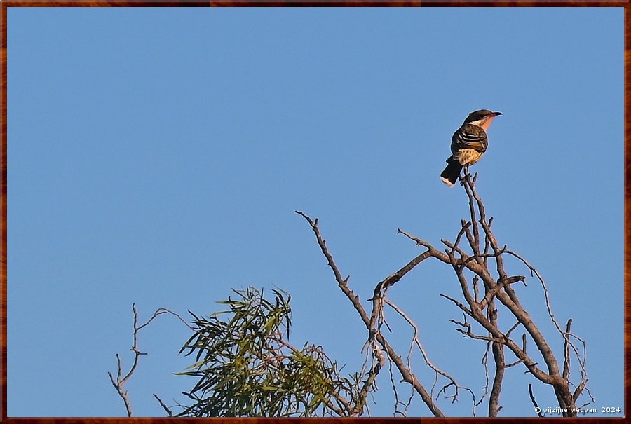 

Cowell
Lincoln Highway
Spiny cheeked honey eater  -  37/38