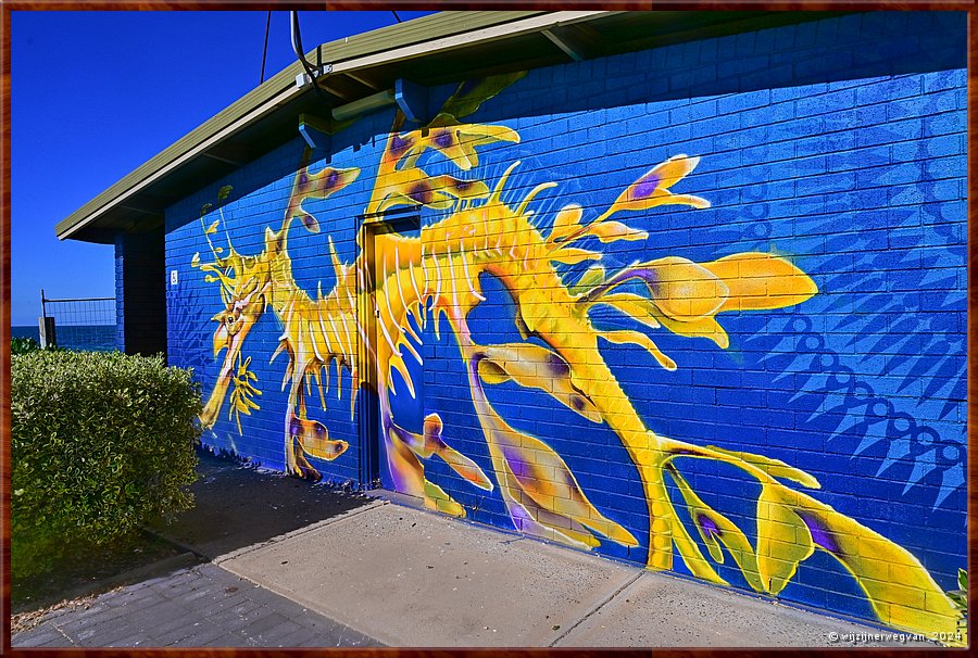 

Tumby Bay
Tumby Terrace
'Leafy sea dragon', Marty Masher
Het zeldzame zeedraakje is moeilijk te vinden tussen het zeewier. 
Met zijn bladachtige vinnen meebewegend met de stroming is hij amper op te merken.  
De soort is alleen waargenomen aan de zuidkust van Australi.  -  10/42