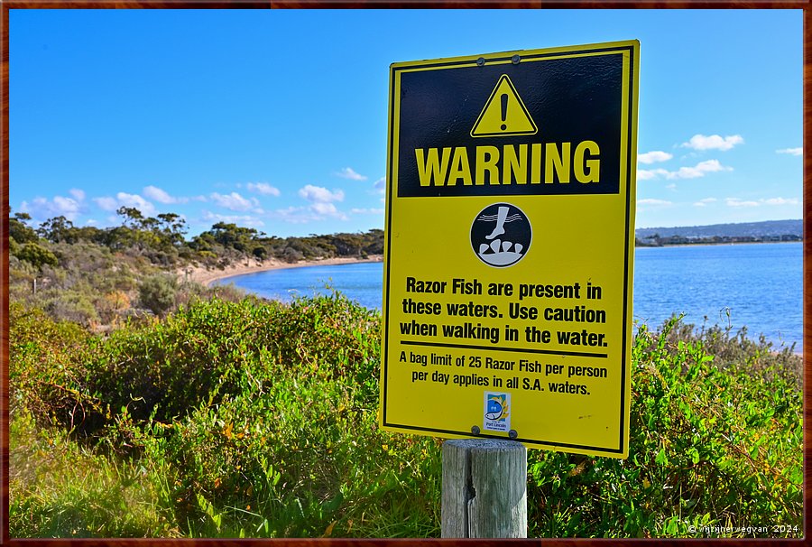 

Port Lincoln
Billy Light's Point
Porter Bay
Je wilt niet in het water over een scheermes struikelen,  
elke dag mag je vijfentwintig messen op zak steken  -  23/42