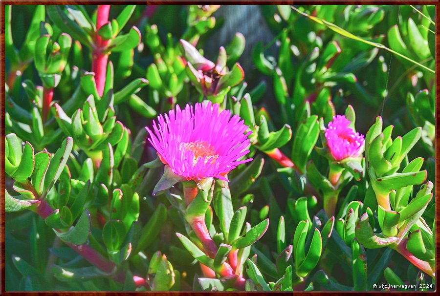 

Port Lincoln
Billy Light's Point
De hottentotvijg is een decoratieve bodembedekker, oorspronkelijk uit Zuid-Afrika.
Wij treffen ze vaak op zonnige plaatsen langs de kust met gele of felroze bloemen.  -  25/42