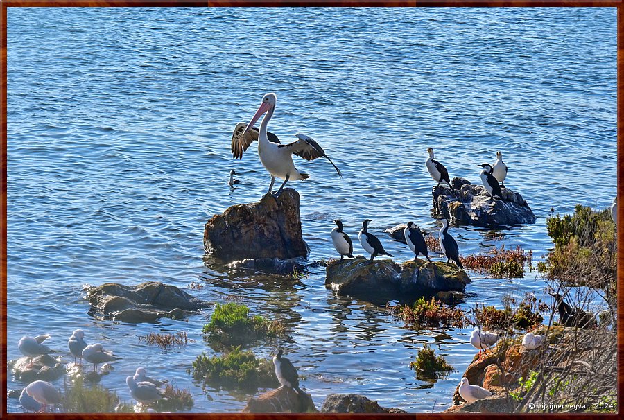 

Port Lincoln
Billy Light's Point
Pelikaan en kleine bonte aalscholvers
Ok jongens, ik doe het nog n keer voor ...  -  28/42