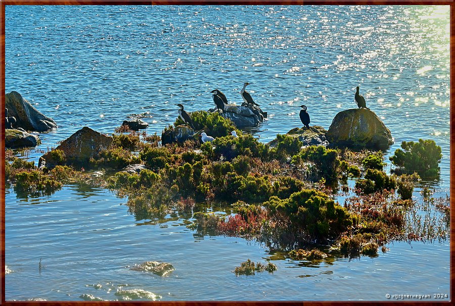 

Port Lincoln
Billy Light's Point
Kleine bonte aalscholvers en een koppel witkopmeeuwen
De witkopmeeuw heet hier silver gull, maar  
het is niet onze zilvermeeuw, zoals je zou kunnen denken, 
want die heet hier haringmeeuw (herring gull)  -  29/42