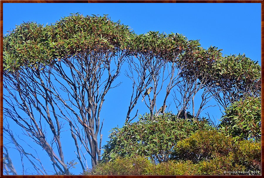 

Port Lincoln
Billy Light's Point
Wat ruist daar door de eucalyptus?  -  33/42