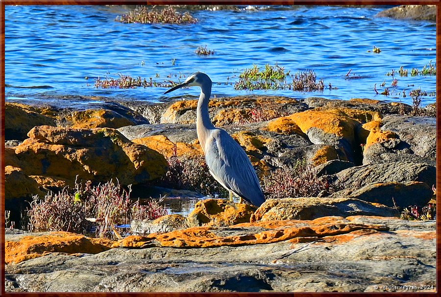 

Port Lincoln
Billy Light's Point
Het is de Witwangreiger (white-faced heron)!  -  36/42