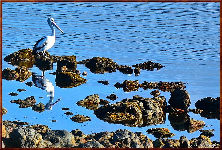 

Port Lincoln
Billy Light's Point
De Australische Pelikaan (brilpelikaan) is de grootste van alle acht pelikaansoorten wereldwijd  -  5/37