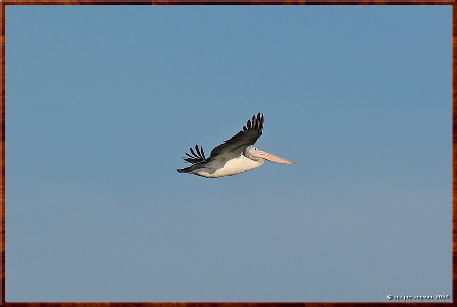 

Port Lincoln
Billy Light's Point
De pelikaan is de grootste vogel in dit land die kan vliegen.
Een magnifiek beeld!  -  7/37