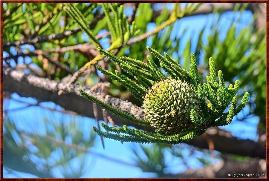 

Port Lincoln
Parnkalla Trail
Kegelvrucht van een Norfolk den  -  16/37