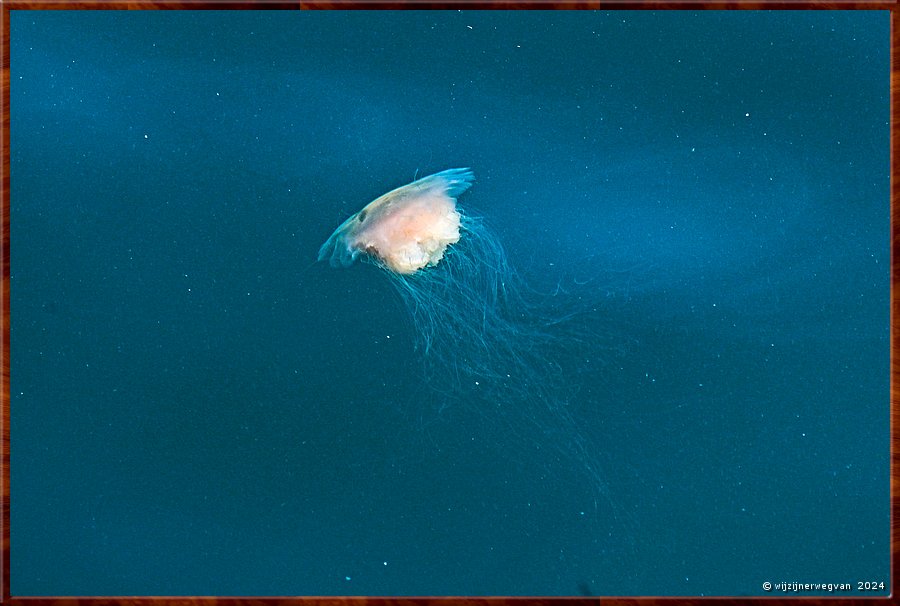 

Port Lincoln
Jetty
Deze kwal zien we vanaf de pier in het zeewater.  
Het lijkt wel een box jellyfish (kubuskwal of stinger), het meest giftige dier van Australi. 
Zijn tentakels zitten vol met gif, een steek is vaak dodelijk.  -  26/37