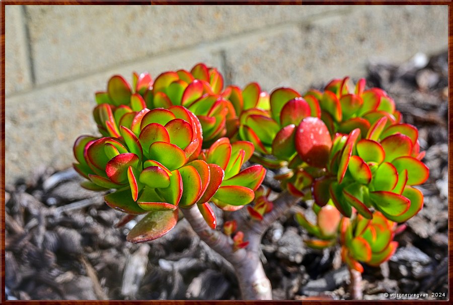 

Port Lincoln
Parnkalla Trail
Crassula ovata (jade plant)  -  31/37