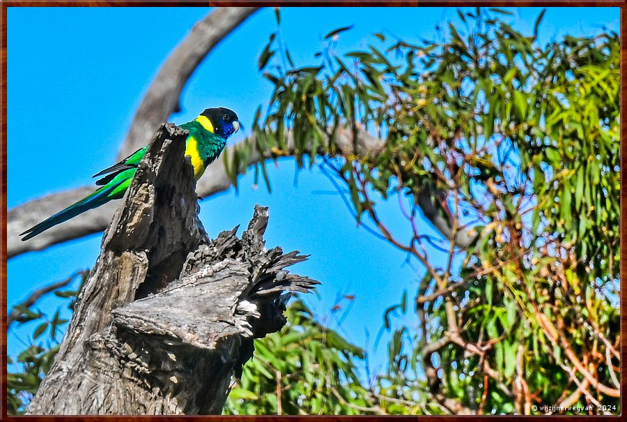 

Mikkira Station 
Port Lincoln Ringneck  -  8/25