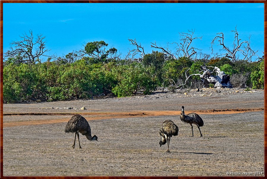 

Mikkira Station 
Emoes zijn de grootste vogels van Australi  -  14/25