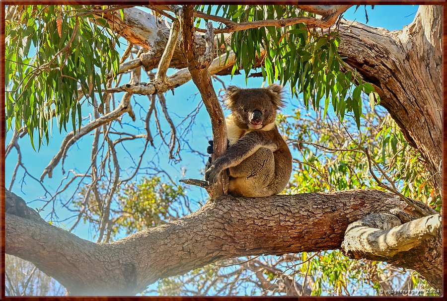 

Mikkira Station 
Kun je hier heel wat koala's spotten!  -  17/25