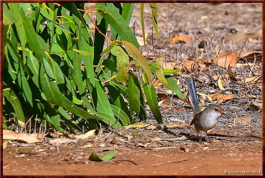 

Mikkira Station 
Bont elfje (variegated fairy-wren)
Het vrouwtje maakt het niet zo bont als het kleurige mannetje  -  20/25
