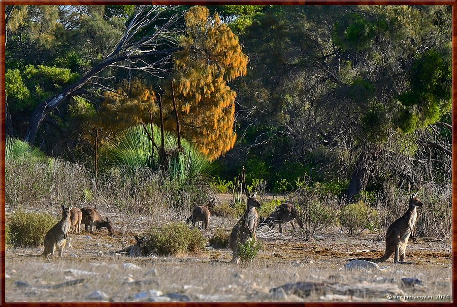 

Mikkira Station 
Kangaroo plains  -  35/43