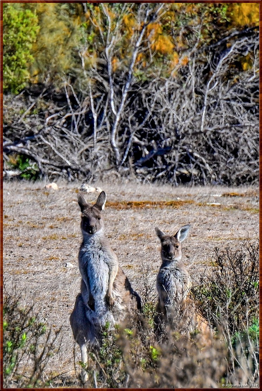 

Mikkira Station 
Western Grey Kangaroos
Prachtig stel!  -  4/9