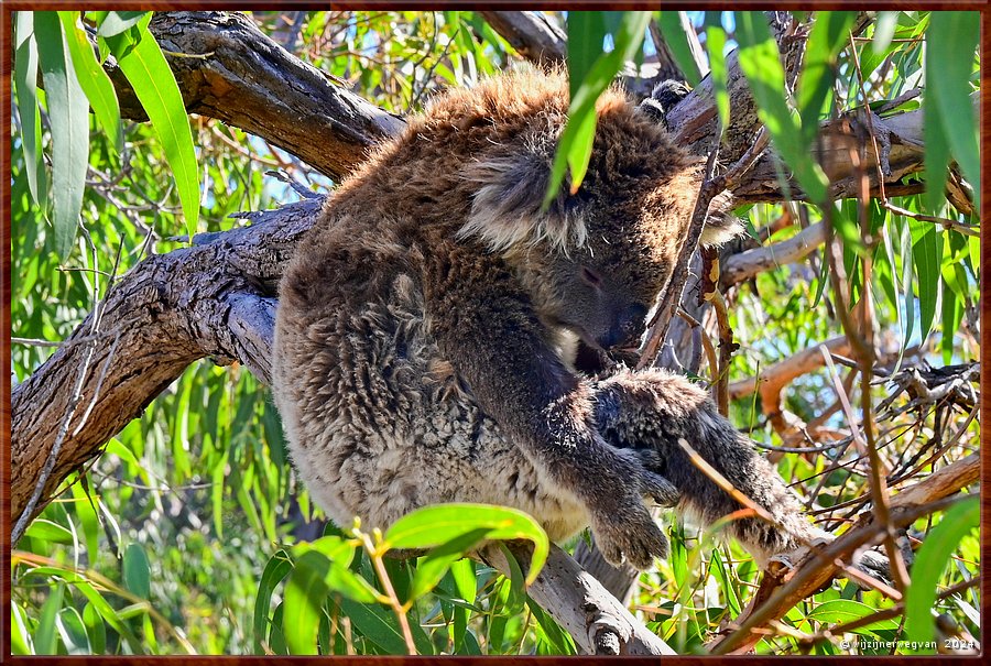 

Mikkira Station 
Een koala slaapt 18 tot 22 uur per dag, vanwege zijn dieet van eucalyptus blad. 
De blaadjes bevatten gifstoffen die ze ten koste van veel energie kunnen verteren.  
En slapen is een uitstekende manier om energie te besparen!  -  6/9