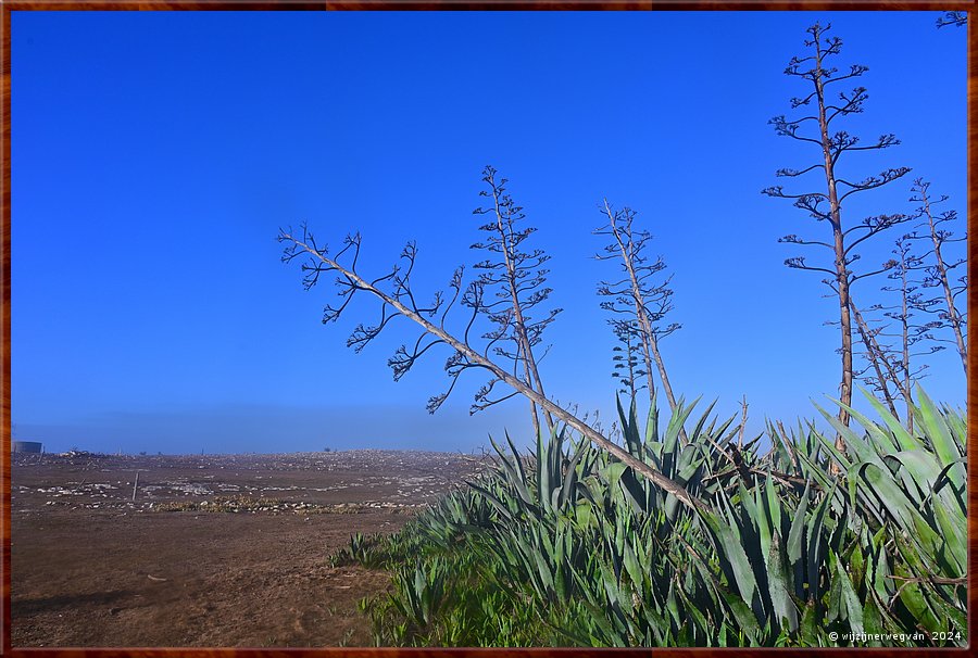 

Mikkira Station 
Agave  -  4/23