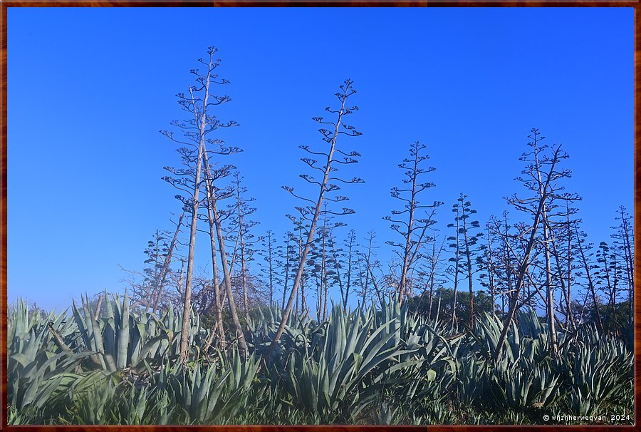 

Mikkira Station 
Agave oer-woud  -  12/23