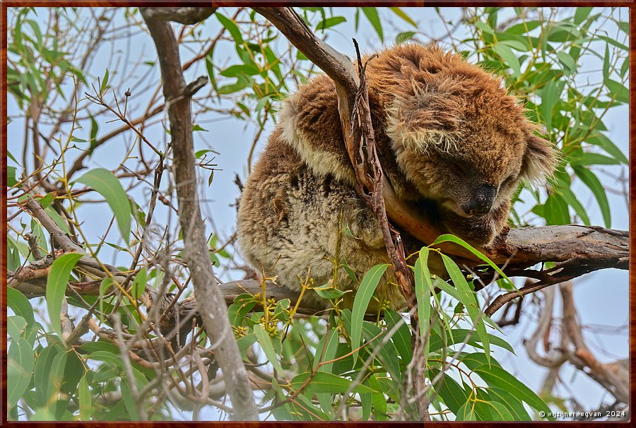 

Mikkira Station 
Wild koala's, dat zijn we ...  -  15/23