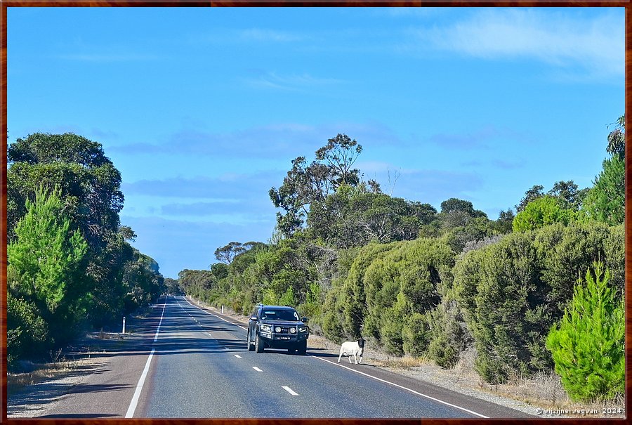 

Flinders Highway
Schaap aan de wandel!  -  13/34
