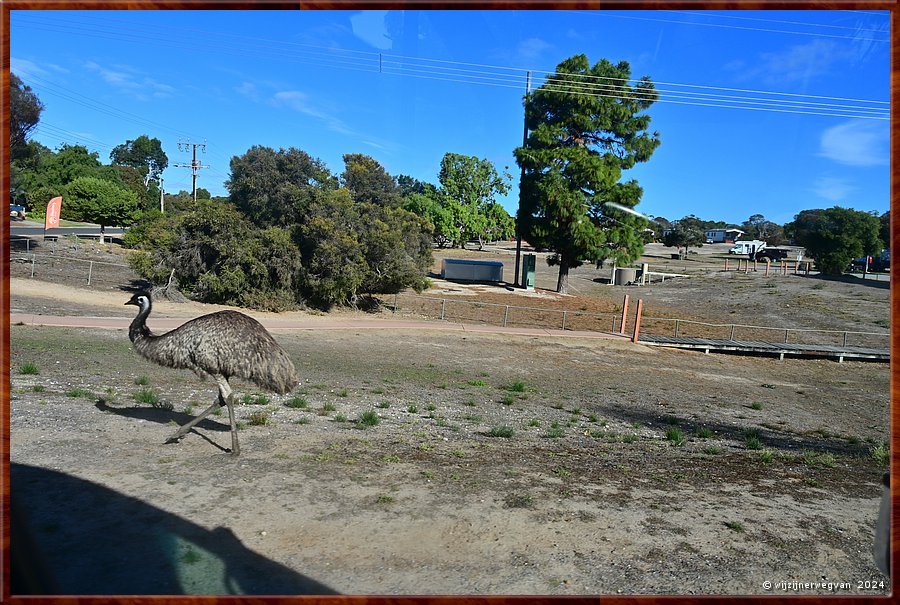 

Coffin Bay
Overstekende emoe  -  17/34