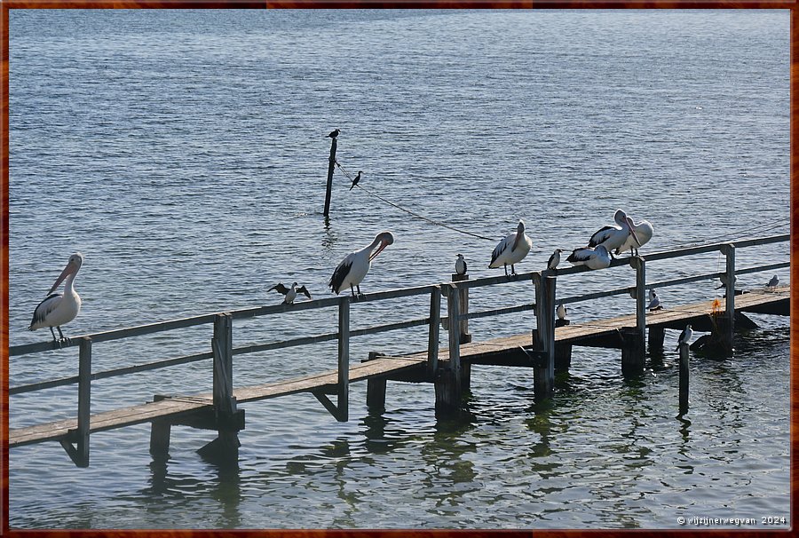 

Coffin Bay
Pelikanen en aalscholvers bevolken de jetty  -  20/34