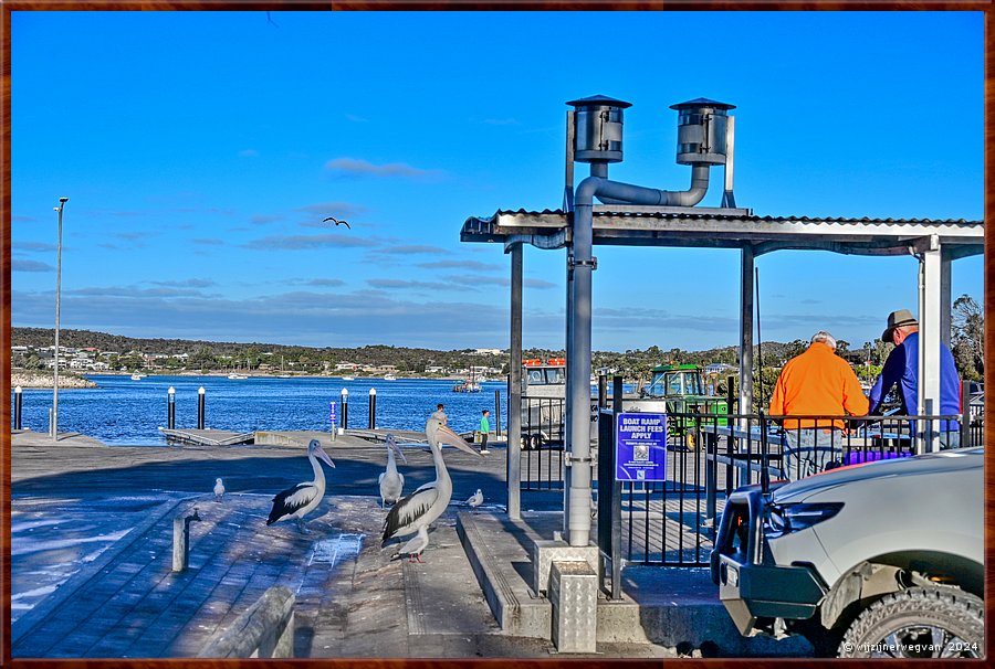 

Coffin Bay
Pelikanen hopen een visje toegeworpen te krijgen  -  22/34