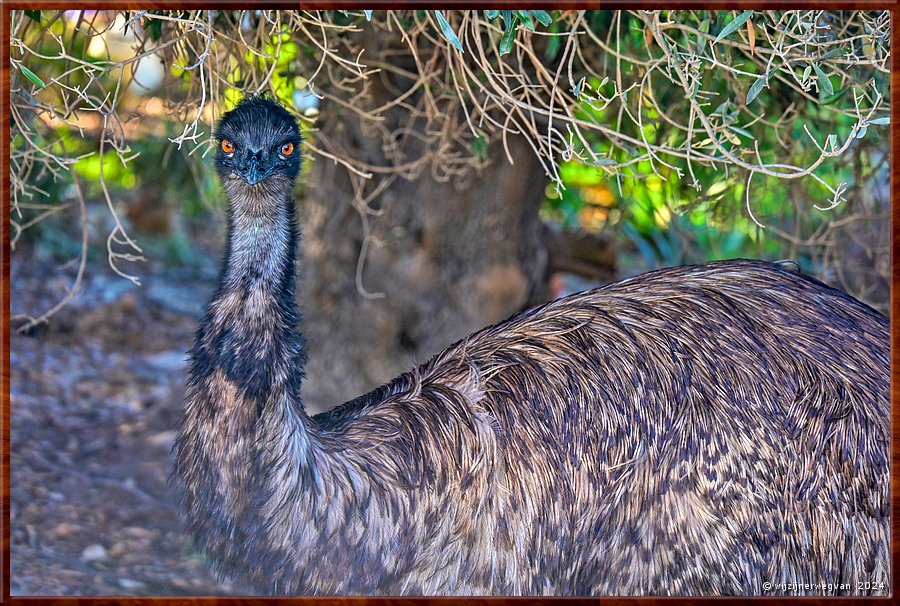 

Coffin Bay
Emoe ontmoeting  -  23/34