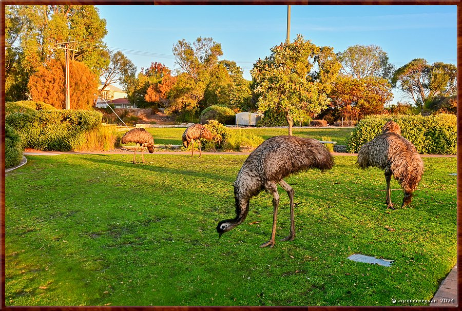 

Coffin Bay
Esplanade
Emoes leven hier in grote getale. 
Soms worden ze gezien in kuddes van 70 !  -  28/34