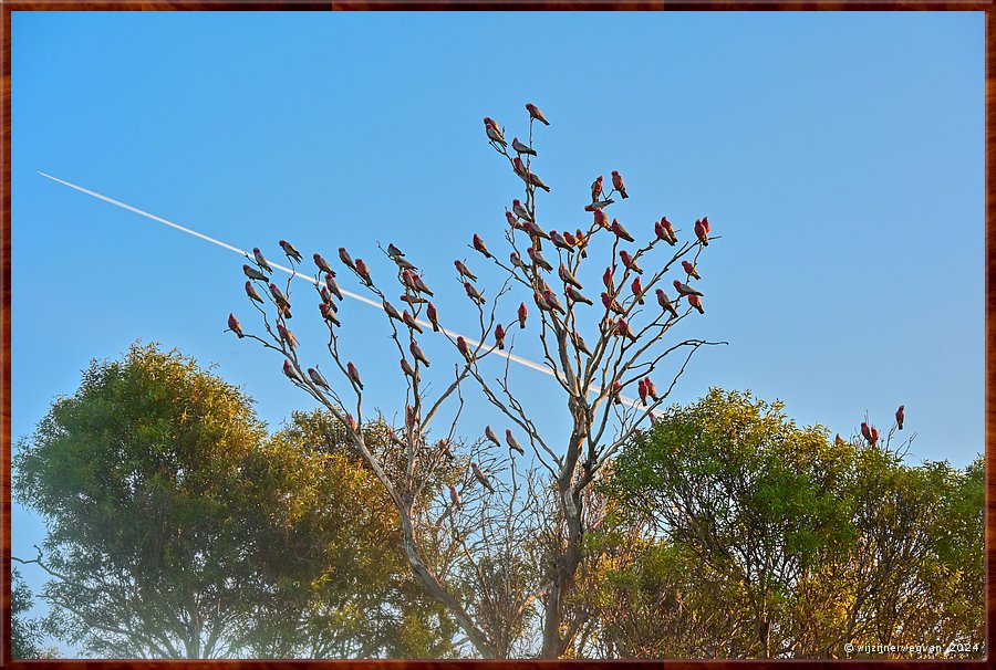 

Coffin Bay
Esplanade
Galah's aan de tak  -  29/34