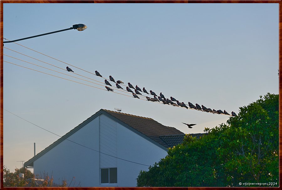 

Coffin Bay
Galah's zitten eerste rang  -  32/34