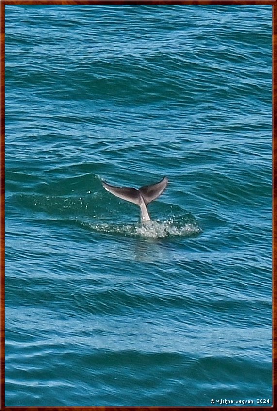 

Nullarbor Pain 
Head of Bight
Of toch naar beneden  -  31/41