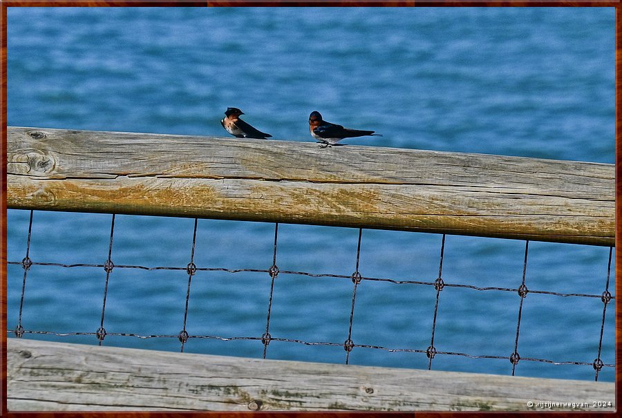 

Nullarbor Pain 
Head of Bight
Koppel roodstaartzwaluw (red rumped swallow)  -  34/41