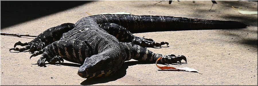 6 jan 2024 - Newcastle - Blackbutt Reserve - Lace monitor