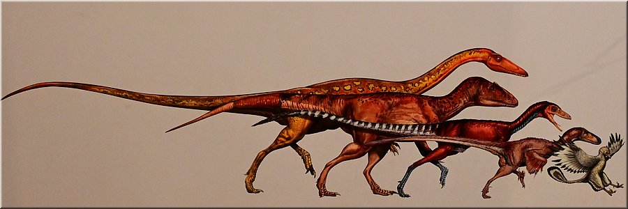 22 februari 2024 - Australian museum - Van dino naar vogel