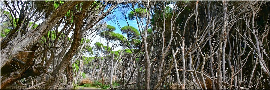 12-03-2024 - Tura Beach -Tura Headland Walk