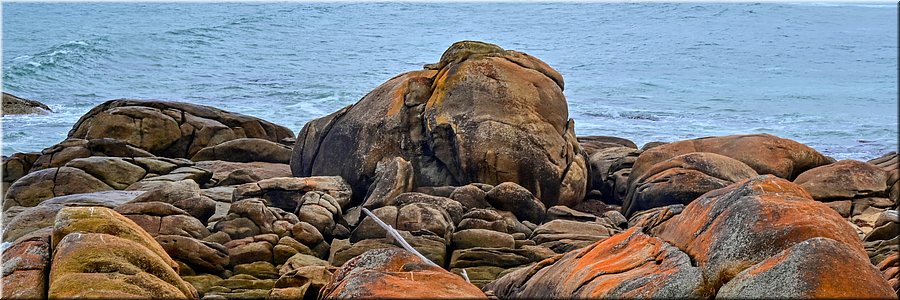 13-03-2024 - Cape Conran - Salmon Rocks - Olifant klautert uit de zee