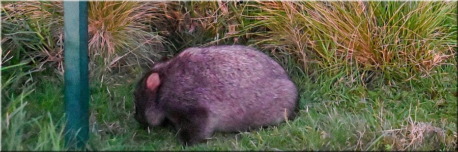 21-03-2024 - Wilsons Promontory National Park - Loo Errn Track - Wombat!