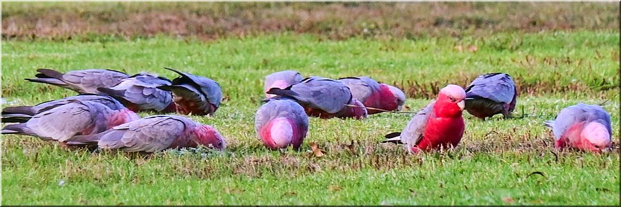 24-03-2024 - Lang Lang - Lang Lang Showgrounds