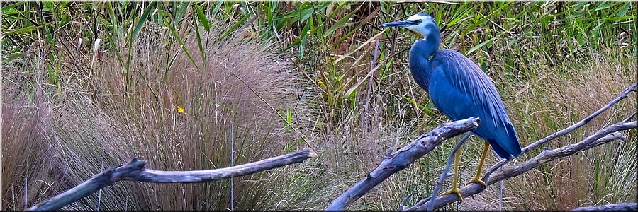 11-04-2024 - Kennett River - Kennet River - White-faced heron (witwangreiger)