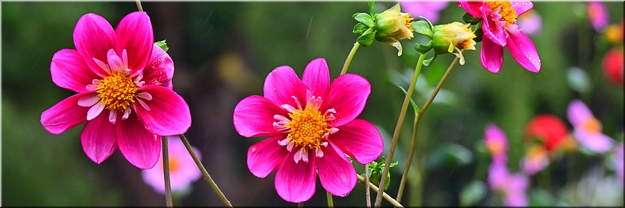 18-4-2024 Portland - Portland Botanical Gardens - 
Coccinea, dahlia