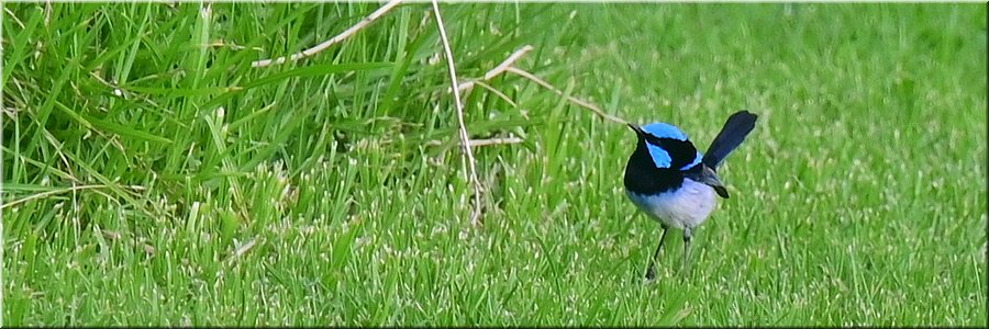 19-4-2024 Portland - Fawthrop Lagoon Park - Splendid fairy wren (ornaatelfje)
