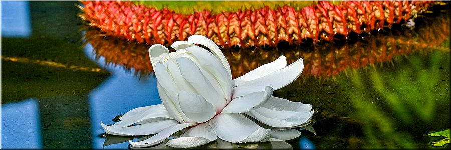 5-5-2024 Adelaide - Botanic Garden - Victoria Amazonica waterlelie