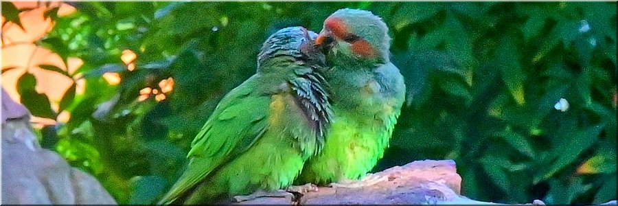 6-5-2024 Adelaide - Himeji Garden - Musk Lorikeets