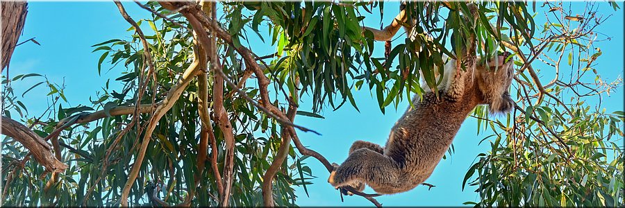 12-5-2024 - Mikkira Station - Koala