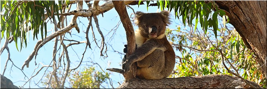 13-5-2024 - Mikkira Station - Nog een koala